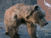 Orso del Gobi